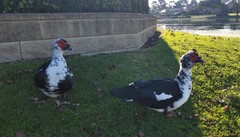 Cairina moschata domestica