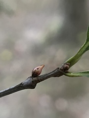 Andricus deciduatus