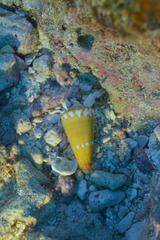 Conus litoglyphus