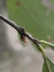 Andricus deciduatus