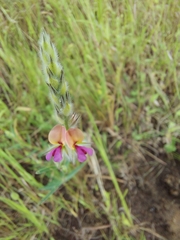 Alysicarpus pubescens