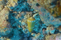 Conus litoglyphus