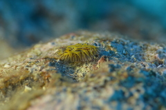 Halgerda willeyi