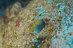 Halgerda willeyi