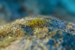 Halgerda willeyi