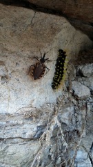 Triatoma mexicana
