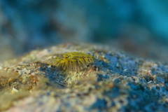 Halgerda willeyi