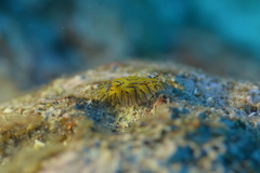 Halgerda willeyi