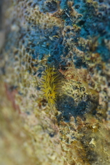 Halgerda willeyi