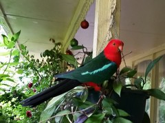 Alisterus scapularis