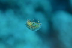 Halgerda willeyi