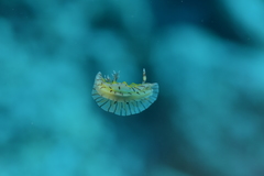 Halgerda willeyi