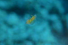 Halgerda willeyi