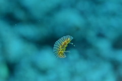 Halgerda willeyi