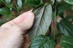 Vincetoxicum paniculatum