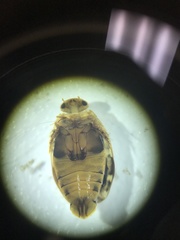 Laccophilus maculosus