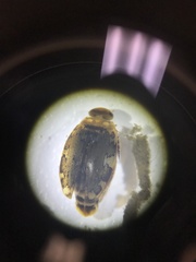 Laccophilus maculosus