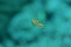 Halgerda willeyi