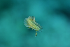 Halgerda willeyi