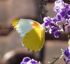 Belenois thysa thysa