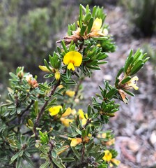 Pultenaea canaliculata