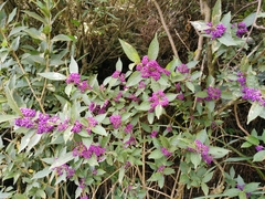 Callicarpa tikusikensis