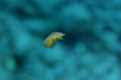 Halgerda willeyi