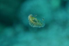 Halgerda willeyi