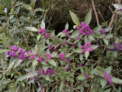 Callicarpa tikusikensis