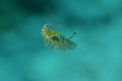 Halgerda willeyi