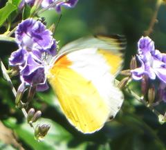 Belenois thysa thysa