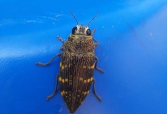 Lampetis hirtomaculata