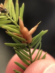 Taxodiomyia taxodii
