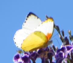 Belenois thysa thysa