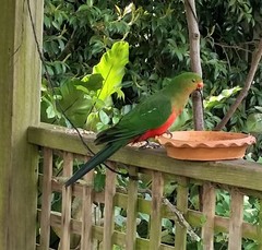 Alisterus scapularis