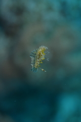 Halgerda willeyi