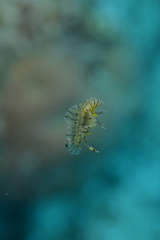 Halgerda willeyi