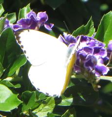 Belenois thysa thysa