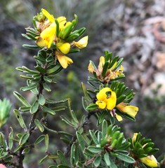 Pultenaea canaliculata