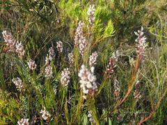 Spatalla racemosa