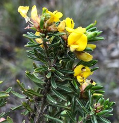 Pultenaea canaliculata