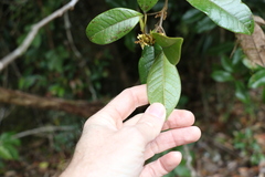 Mischocarpus ailae