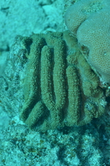 Lobophylliidae