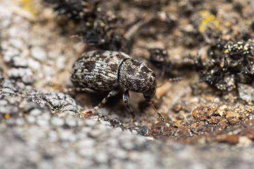 Ringed Fungus Weevil