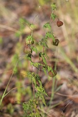 Cardiospermum halicacabum halicacabum
