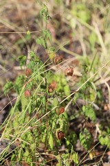 Cardiospermum halicacabum halicacabum