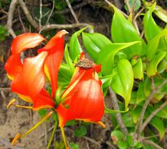 Elaphinis delagoensis