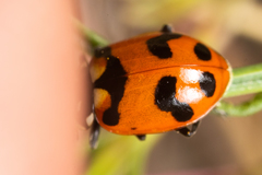 Hippodamia caseyi