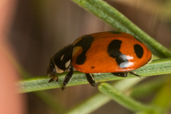 Hippodamia caseyi