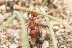 Pogonomyrmex salinus